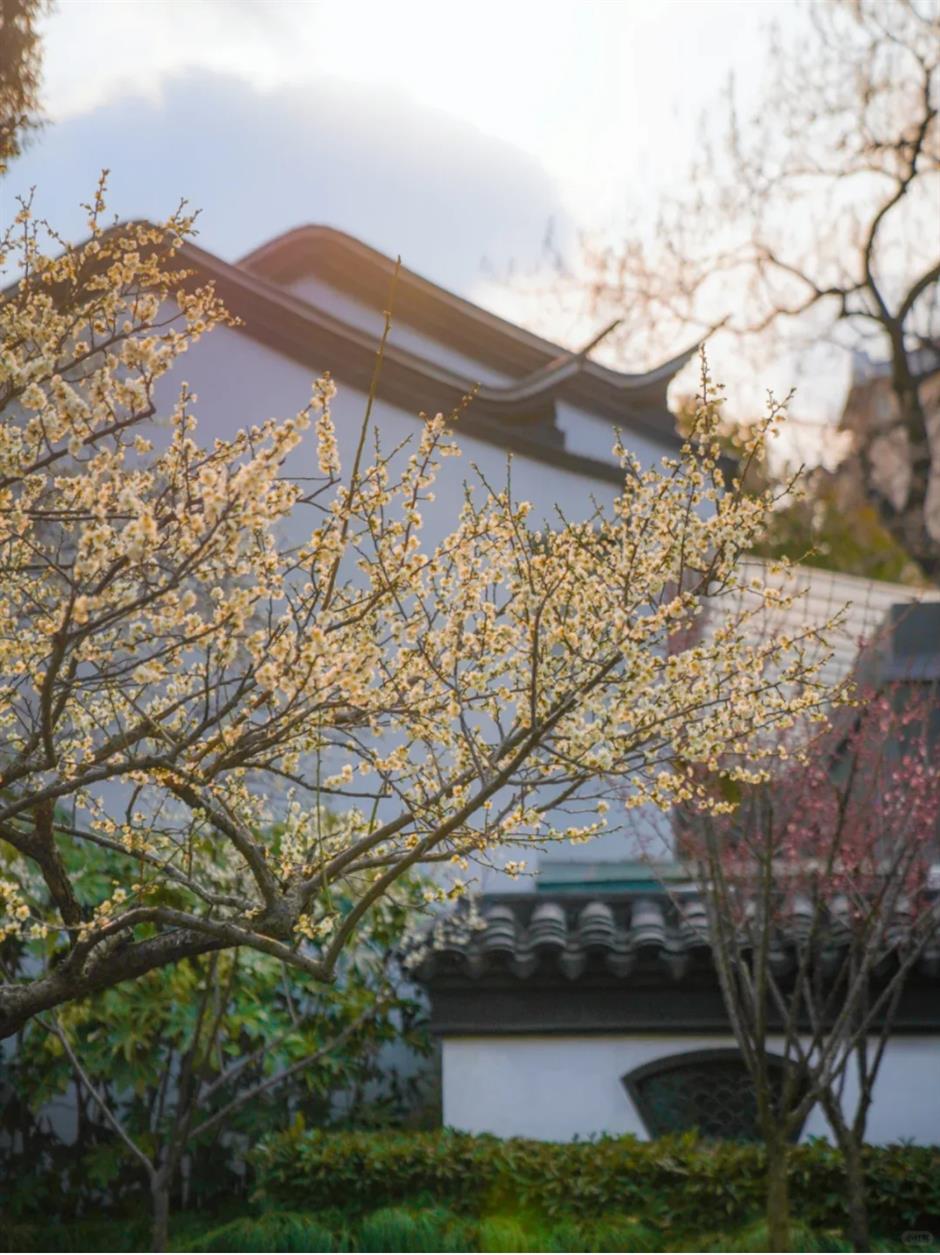 梅花、古建筑与魔都三件套同框!就在市中心这个免费公园
