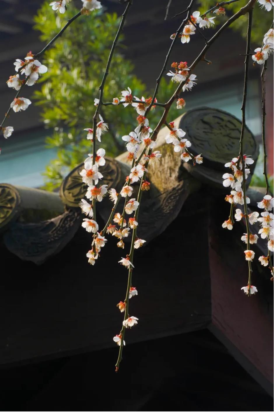 梅花、古建筑与魔都三件套同框!就在市中心这个免费公园