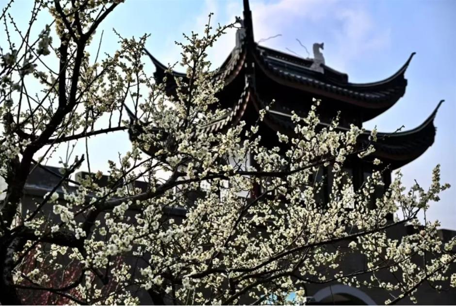 梅花、古建筑与魔都三件套同框!就在市中心这个免费公园