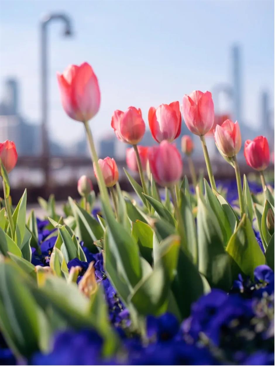 郁金香、水仙花、蔷薇花牆……人少景美的寶藏濱江太浪漫了!