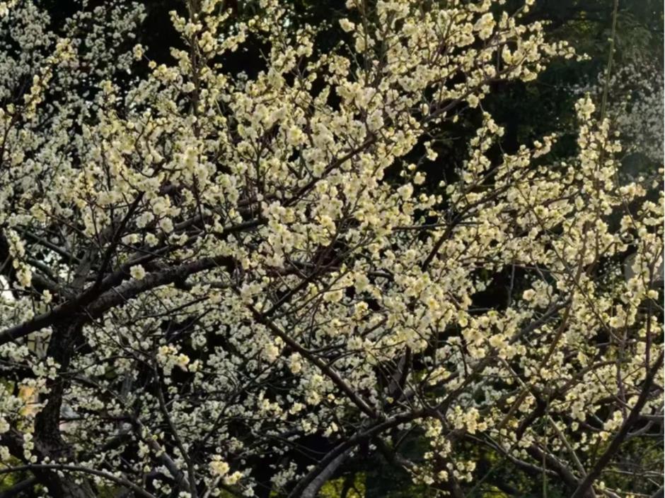 梅花、古建筑与魔都三件套同框!就在市中心这个免费公园