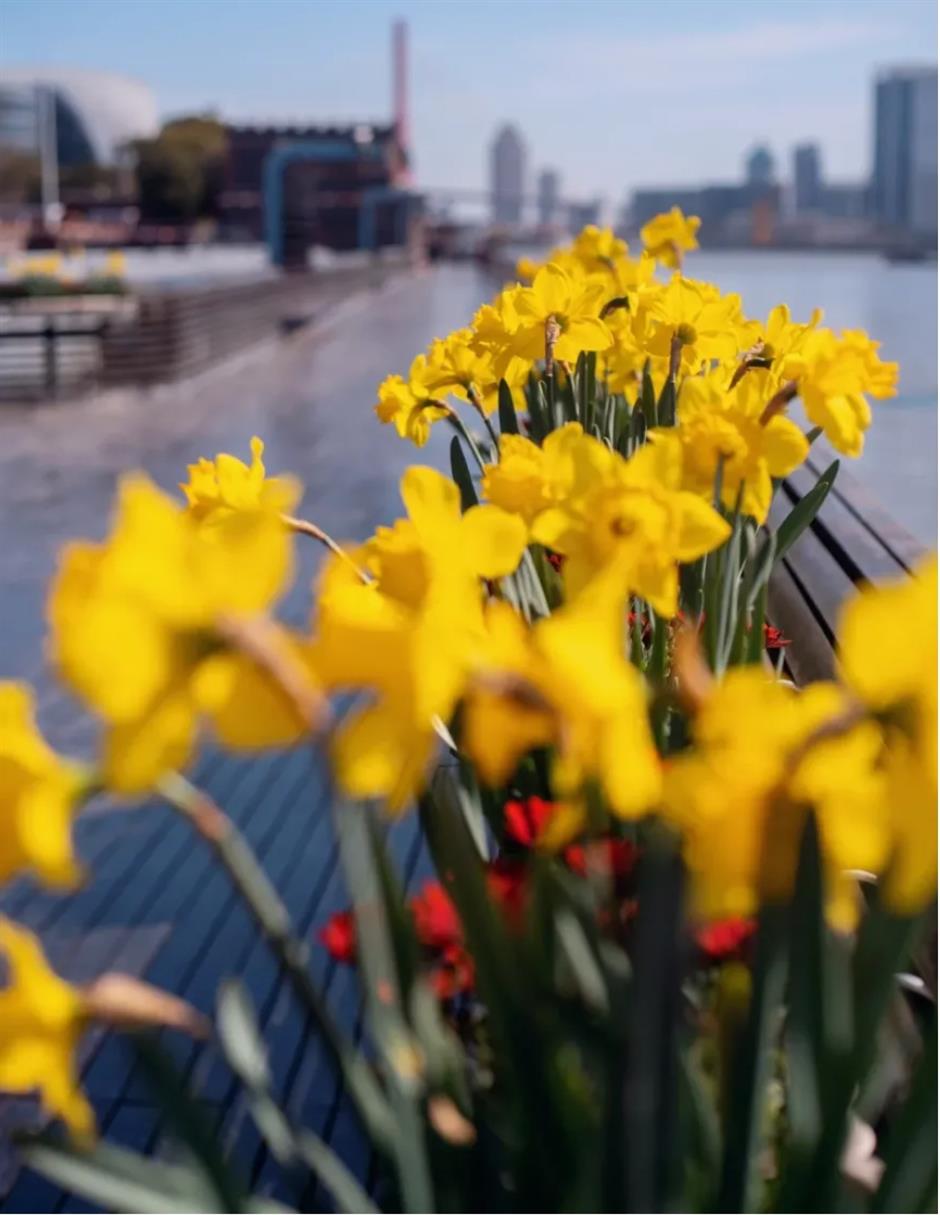 郁金香、水仙花、蔷薇花牆……人少景美的寶藏濱江太浪漫了!