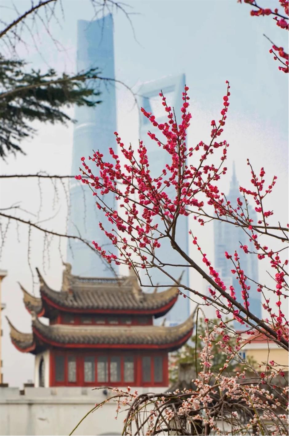 梅花、古建筑与魔都三件套同框!就在市中心这个免费公园
