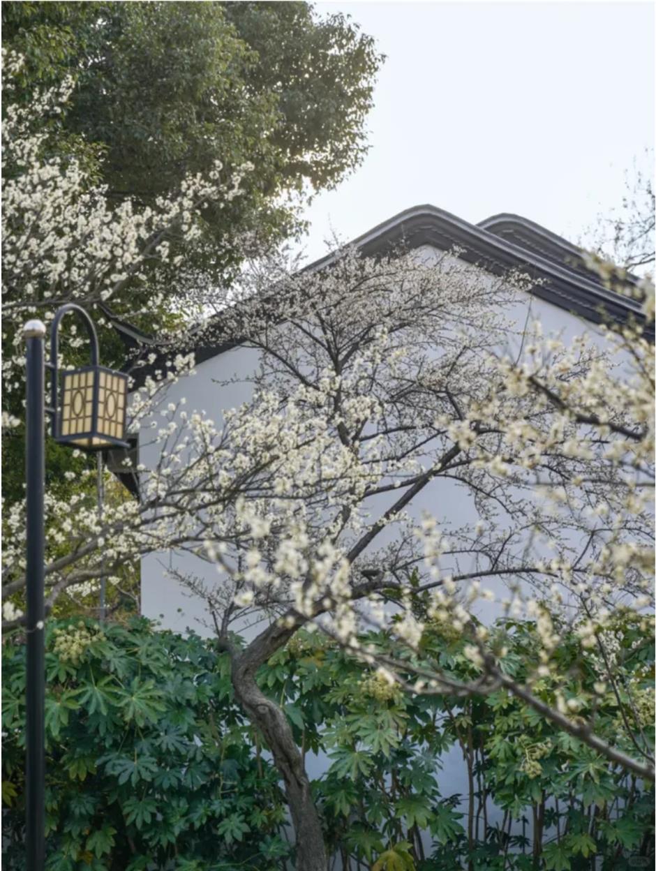 梅花、古建筑与魔都三件套同框!就在市中心这个免费公园
