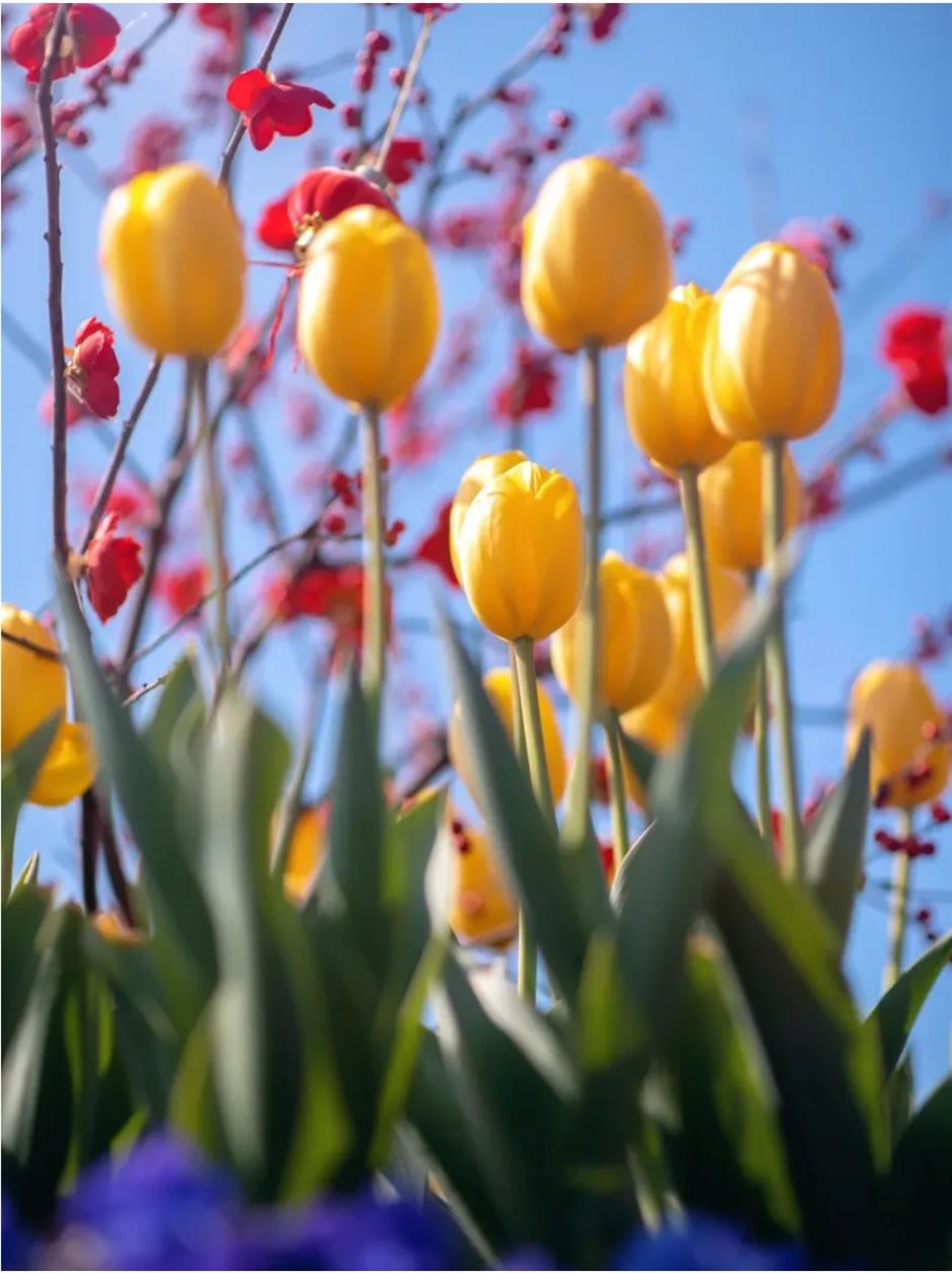 郁金香、水仙花、蔷薇花牆……人少景美的寶藏濱江太浪漫了!