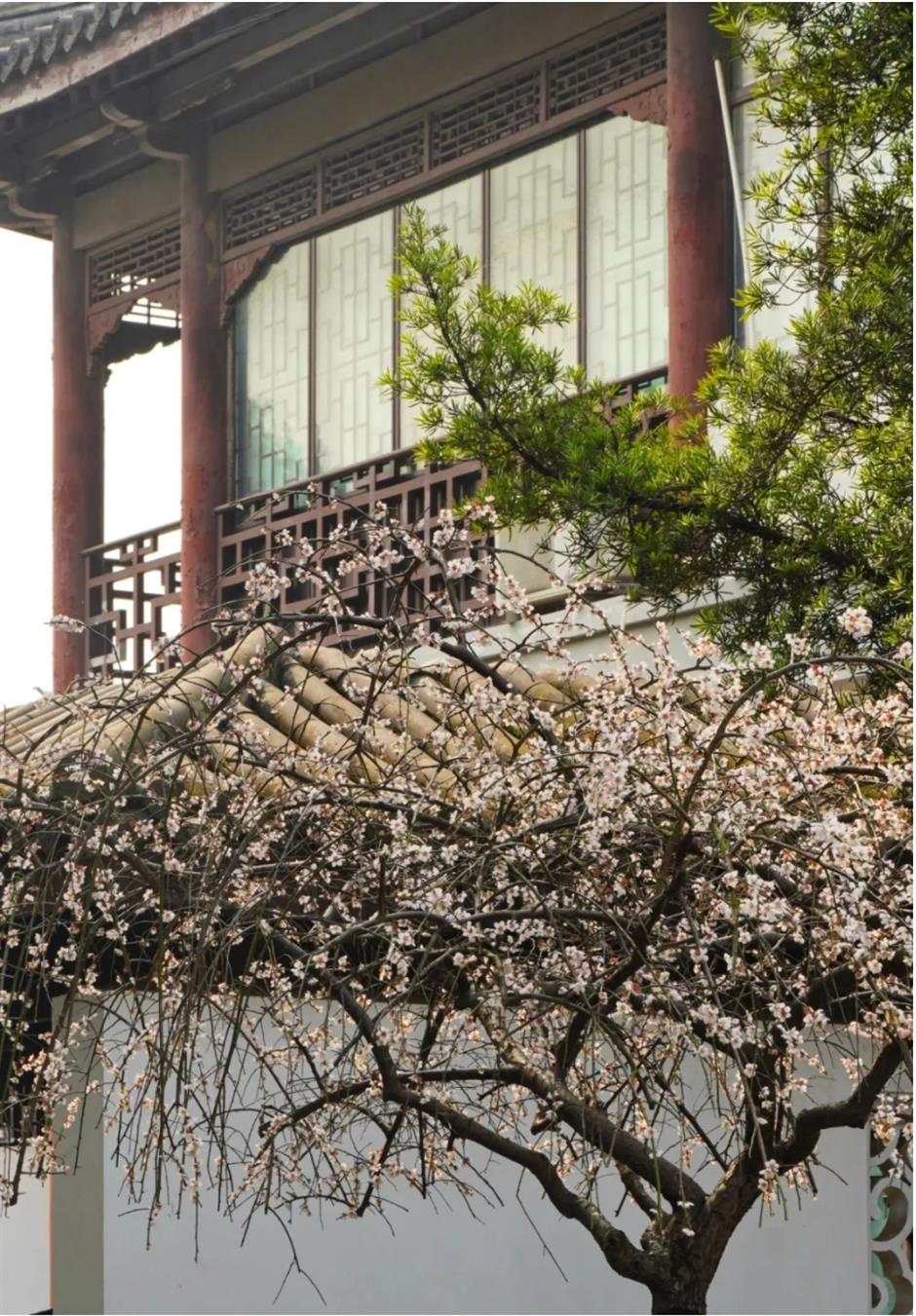 梅花、古建筑与魔都三件套同框!就在市中心这个免费公园