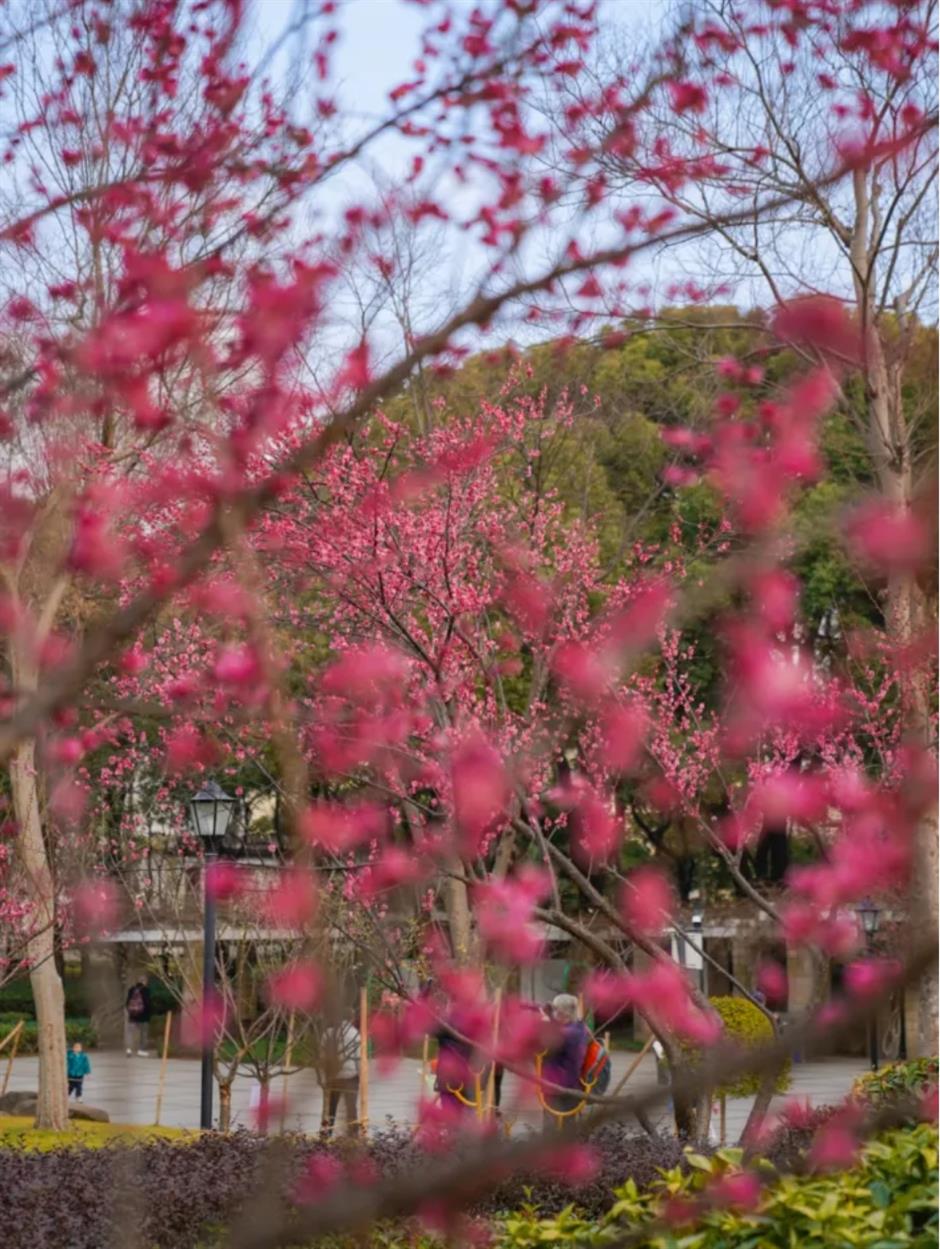 梅花、古建筑与魔都三件套同框!就在市中心这个免费公园