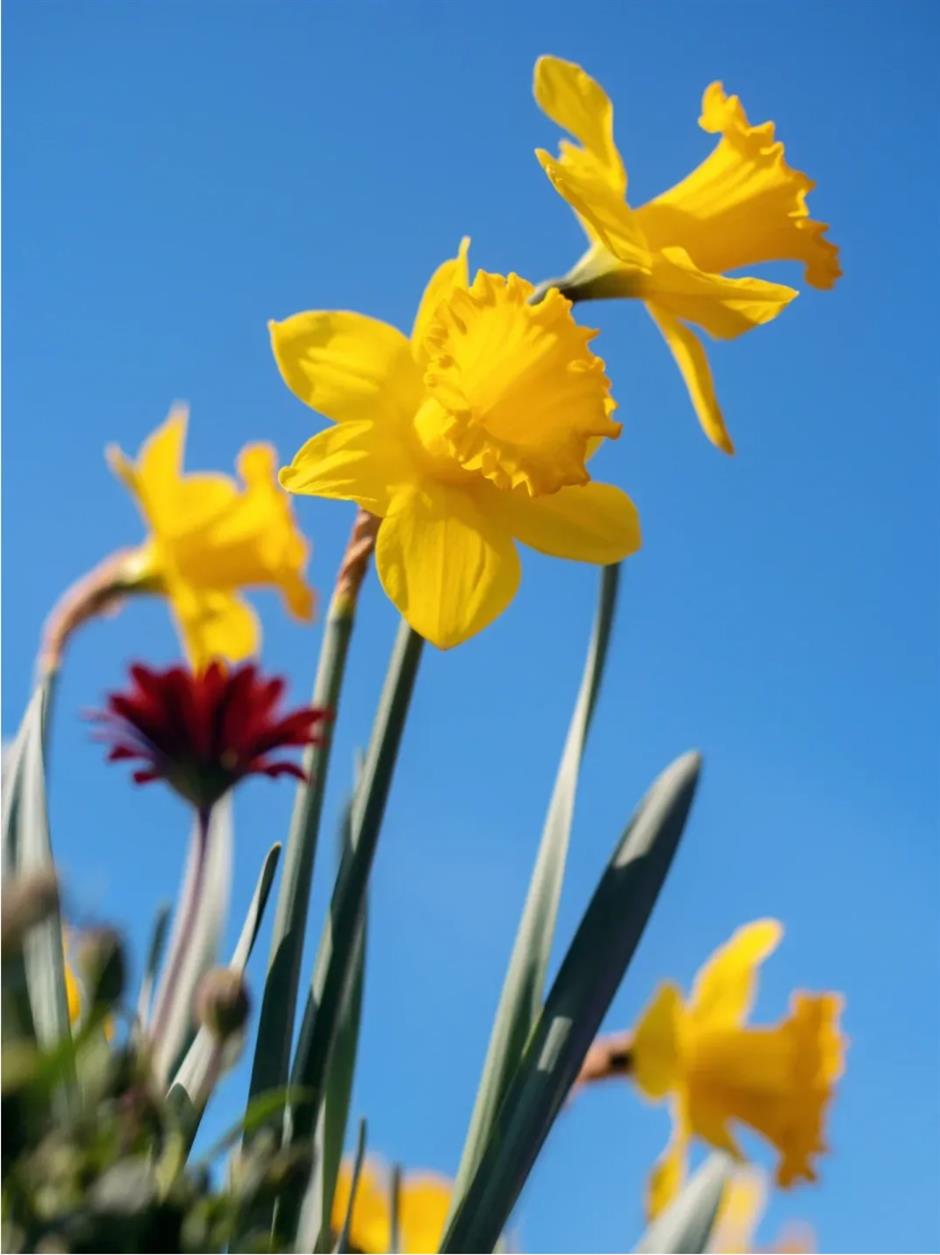 郁金香、水仙花、蔷薇花牆……人少景美的寶藏濱江太浪漫了!