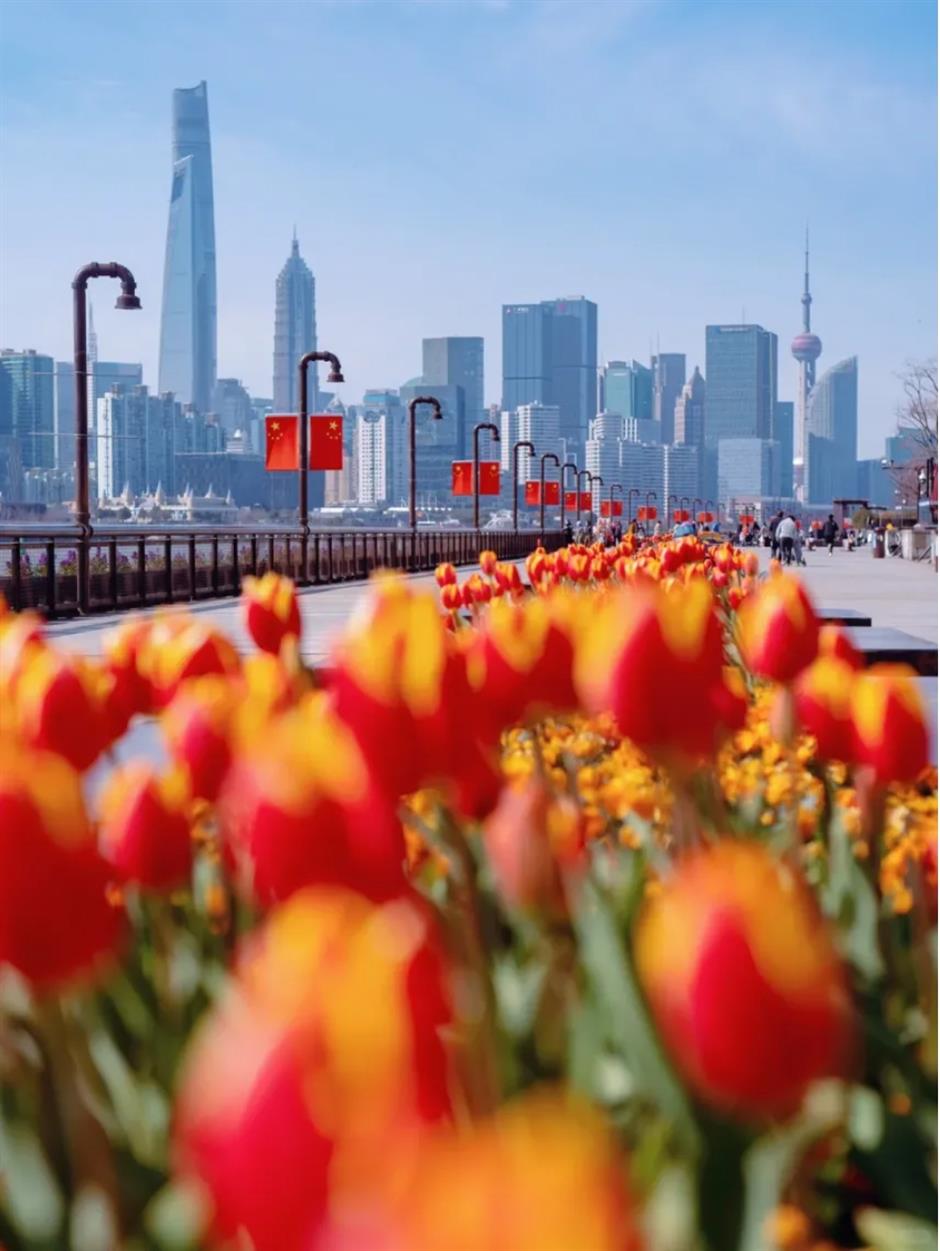 郁金香、水仙花、蔷薇花牆……人少景美的寶藏濱江太浪漫了!