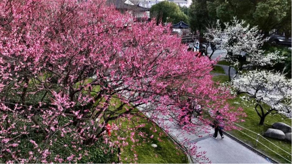 梅花、古建筑与魔都三件套同框!就在市中心这个免费公园