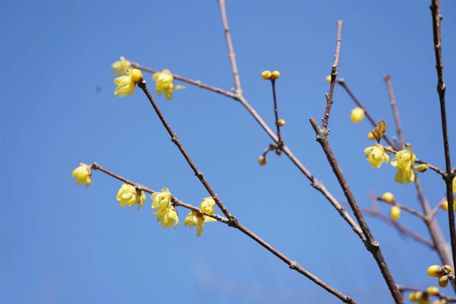Profitez du printemps! Ce parc naturel est un océan de fleurs de prunier en pleine floraison.