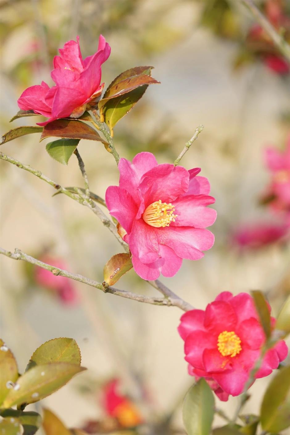 Profitez du printemps! Ce parc naturel est un océan de fleurs de prunier en pleine floraison.