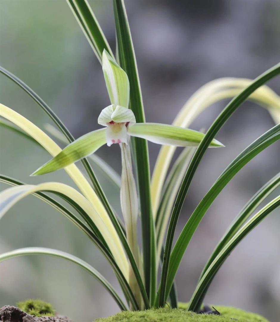三大会场同开!上海这个展够雅
