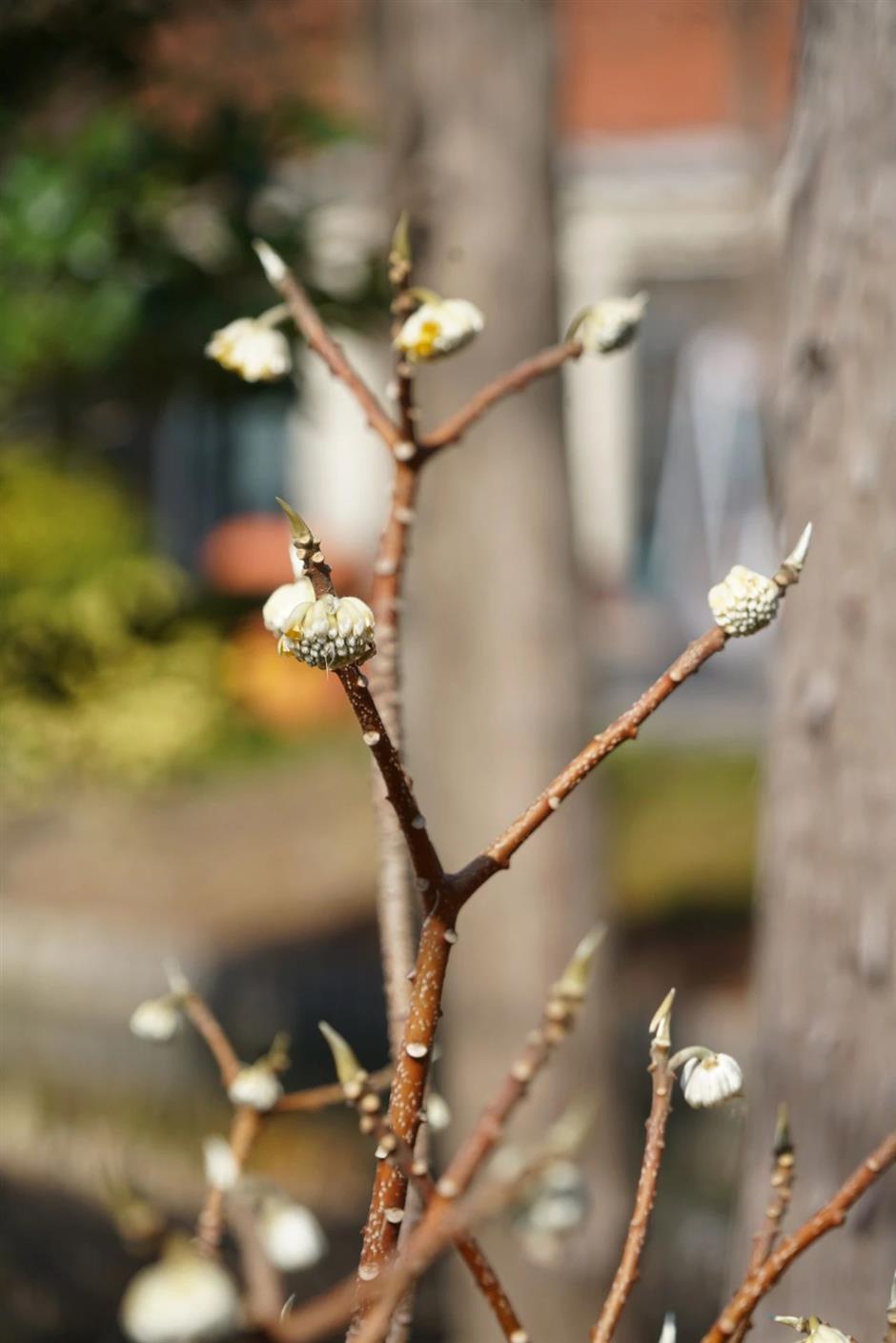 Profitez du printemps! Ce parc naturel est un océan de fleurs de prunier en pleine floraison.