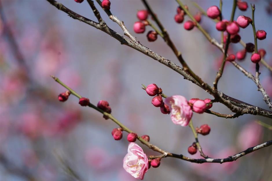 Profitez du printemps! Ce parc naturel est un océan de fleurs de prunier en pleine floraison.