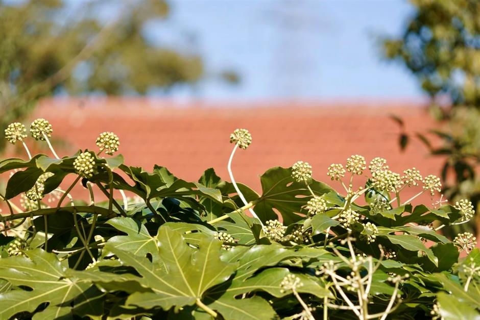 Profitez du printemps! Ce parc naturel est un océan de fleurs de prunier en pleine floraison.