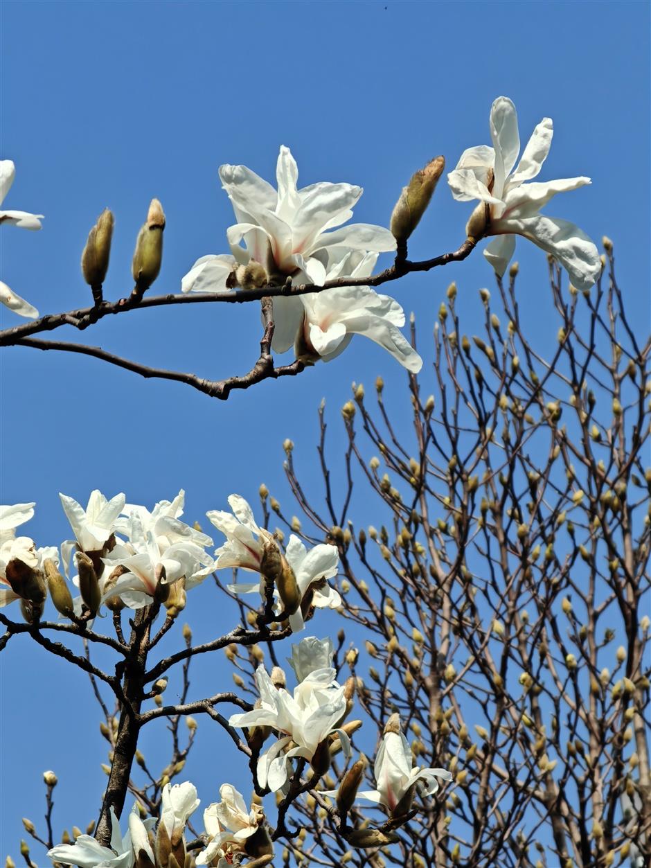 Soak in the beauty of the magnolia flowers in full bloom