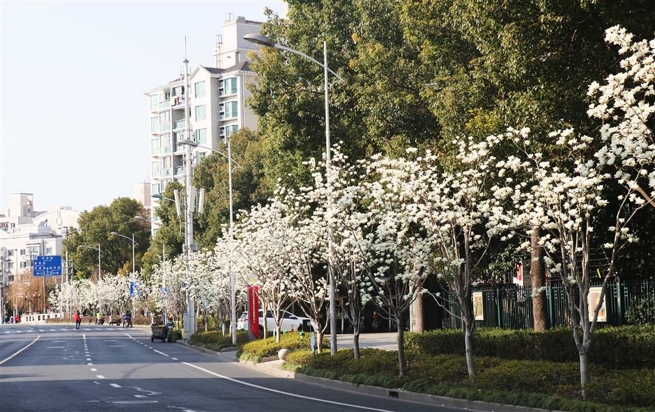Soak in the beauty of the magnolia flowers in full bloom
