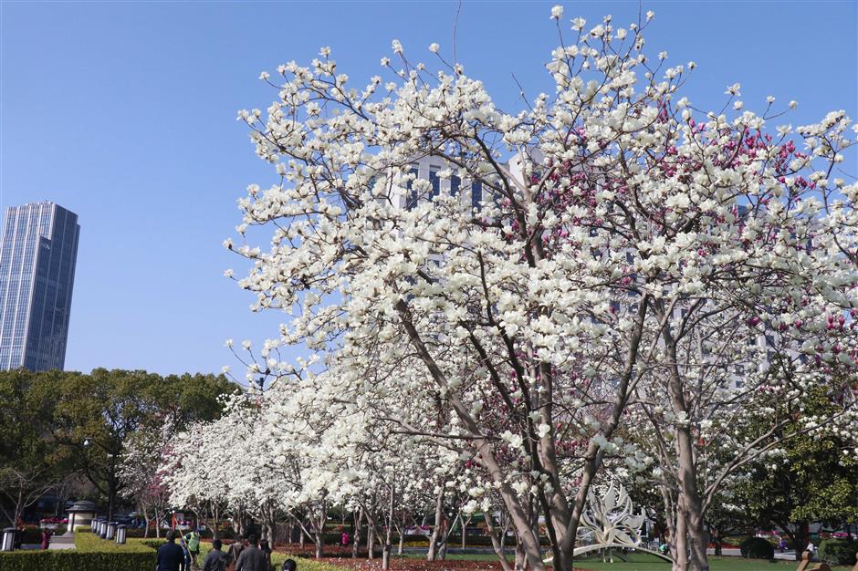 Soak in the beauty of the magnolia flowers in full bloom