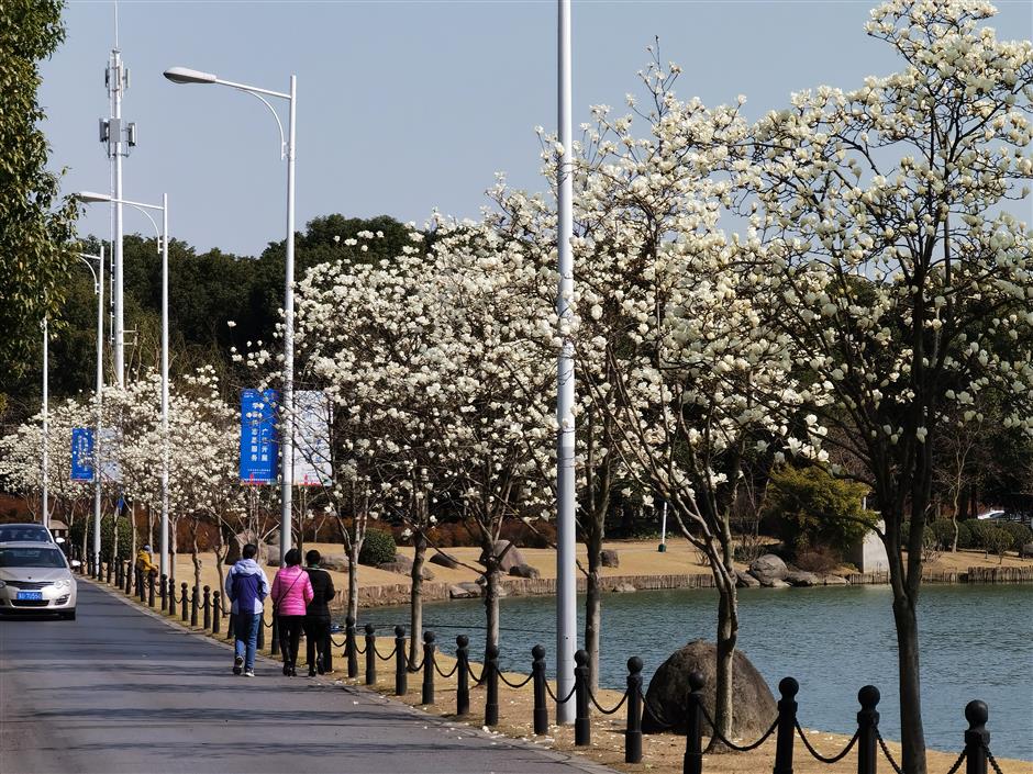 Soak in the beauty of the magnolia flowers in full bloom