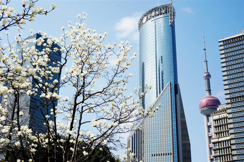 Soak in the beauty of the magnolia flowers in full bloom