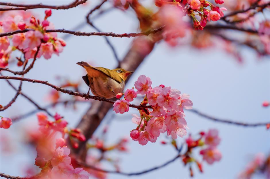 2025上海樱花节来了!赏花攻略收好