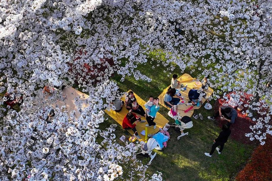 2025上海樱花节来了!赏花攻略收好