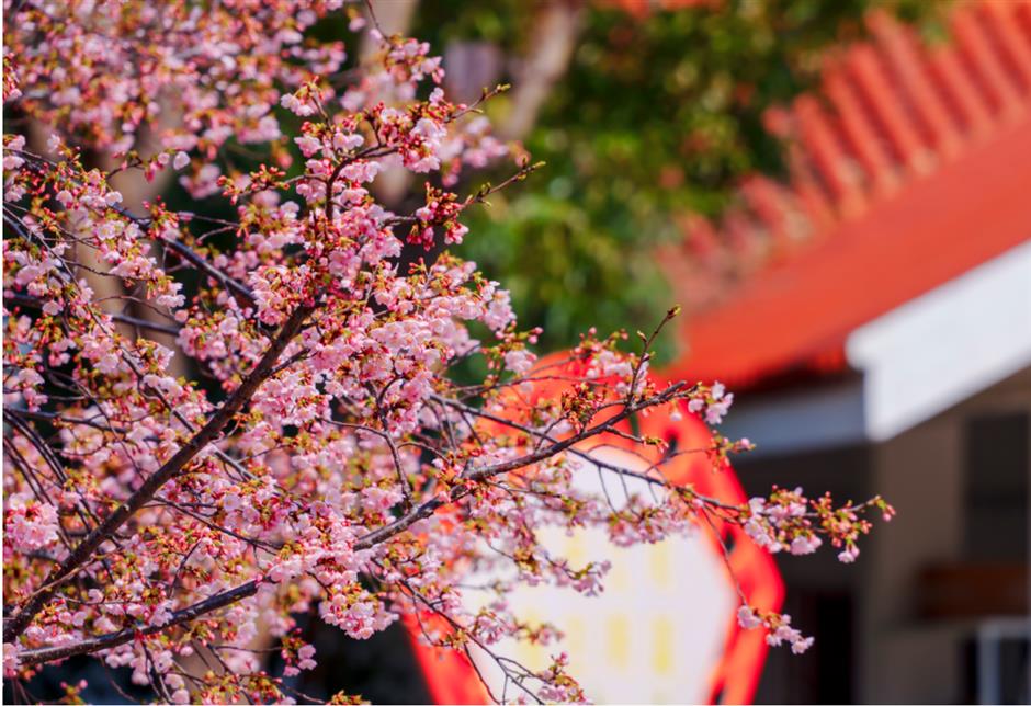 2025上海樱花节来了!赏花攻略收好