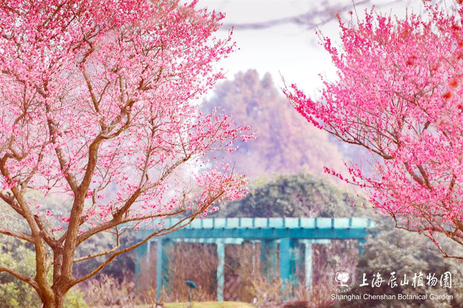 免费!半价!上海各景点妇女节福利大放送