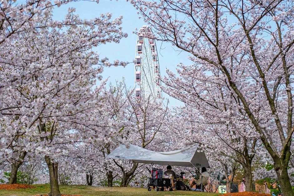 2025上海樱花节来了!赏花攻略收好