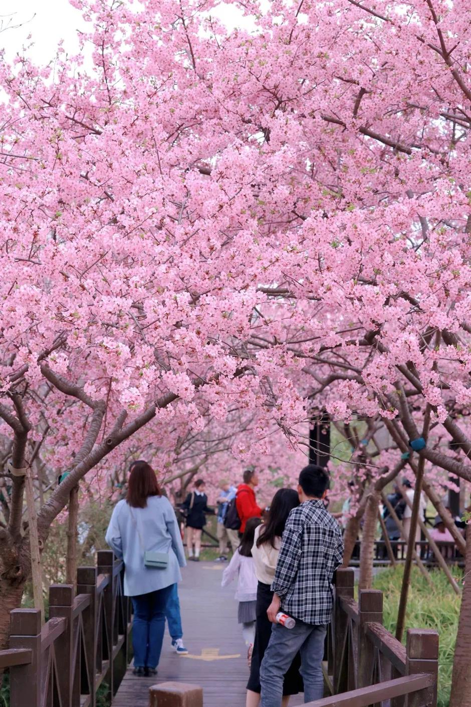 2025上海樱花节来了!赏花攻略收好