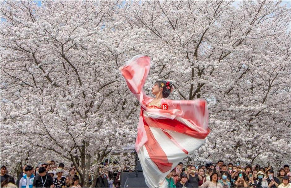 2025上海樱花节来了!赏花攻略收好