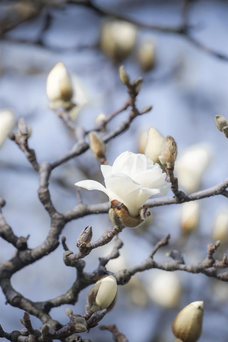 上海第一波玉兰已经开了!