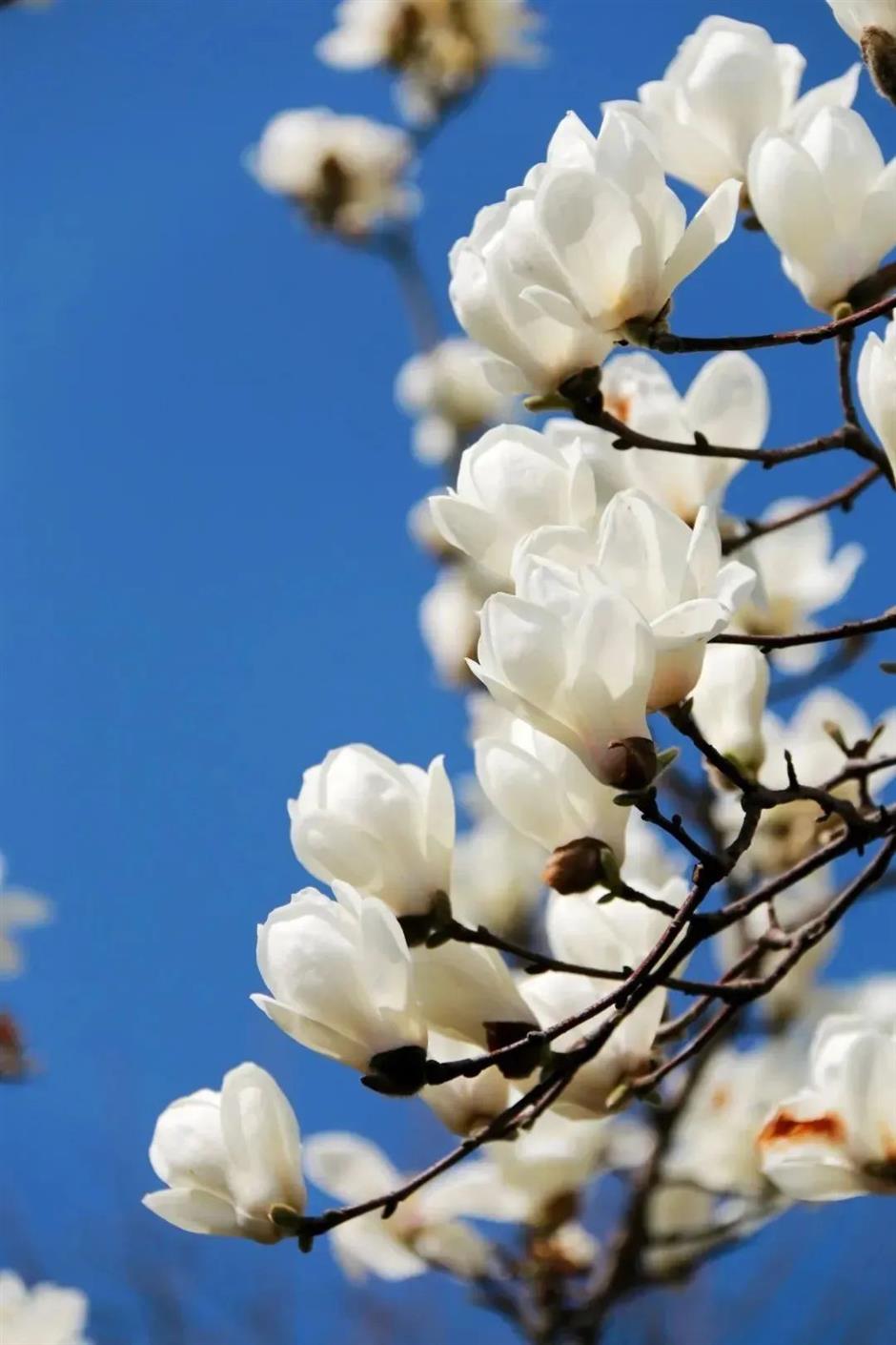 上海第一波玉兰已经开了!