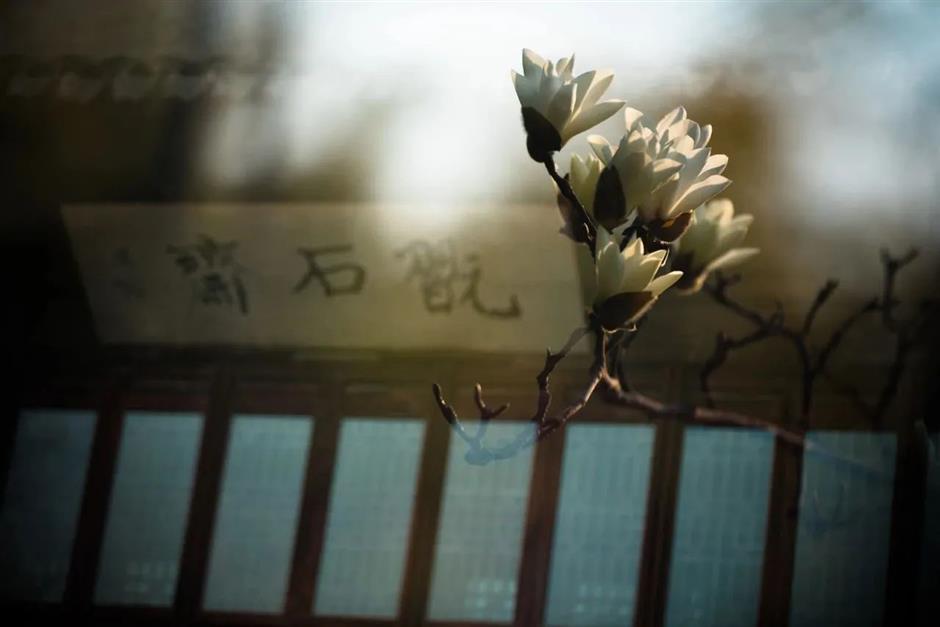 上海第一波玉兰已经开了!