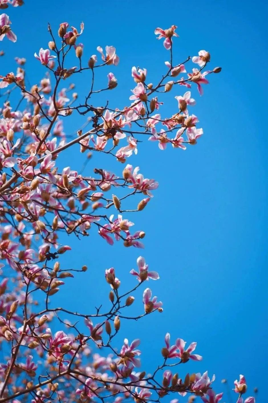 上海第一波玉兰已经开了!