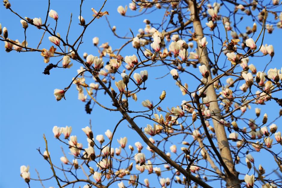 上海第一波玉兰已经开了!