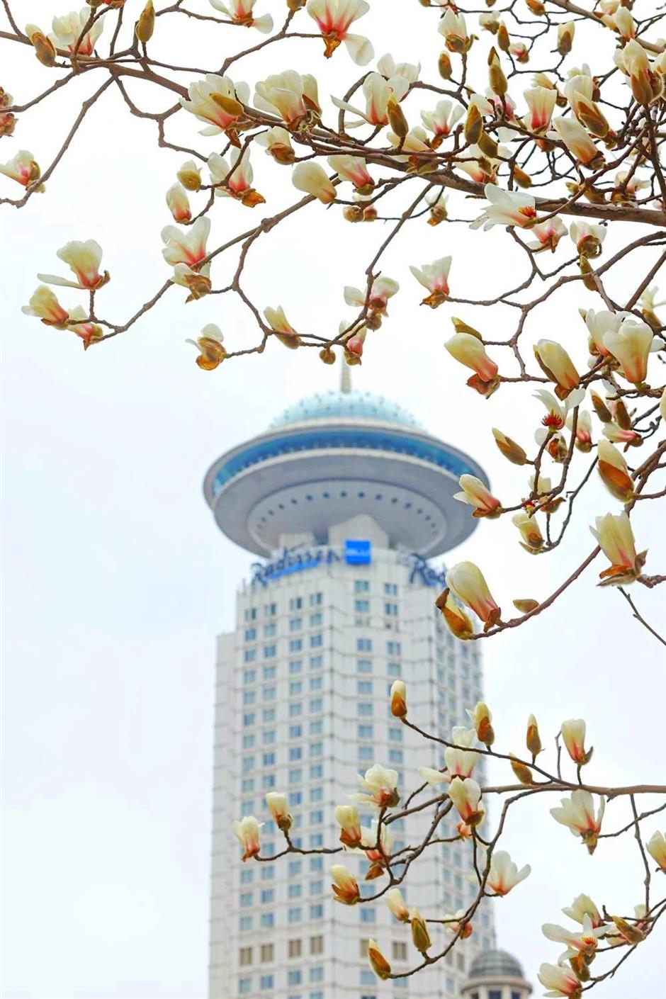 上海第一波玉兰已经开了!