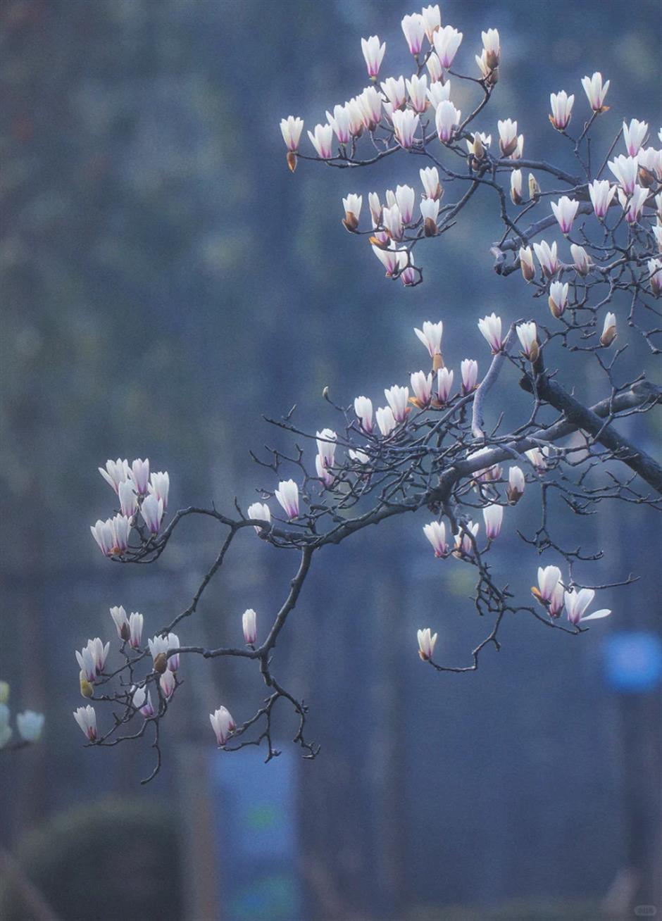上海市中心這個免費公園,正在上演落英繽紛的花海盛宴!