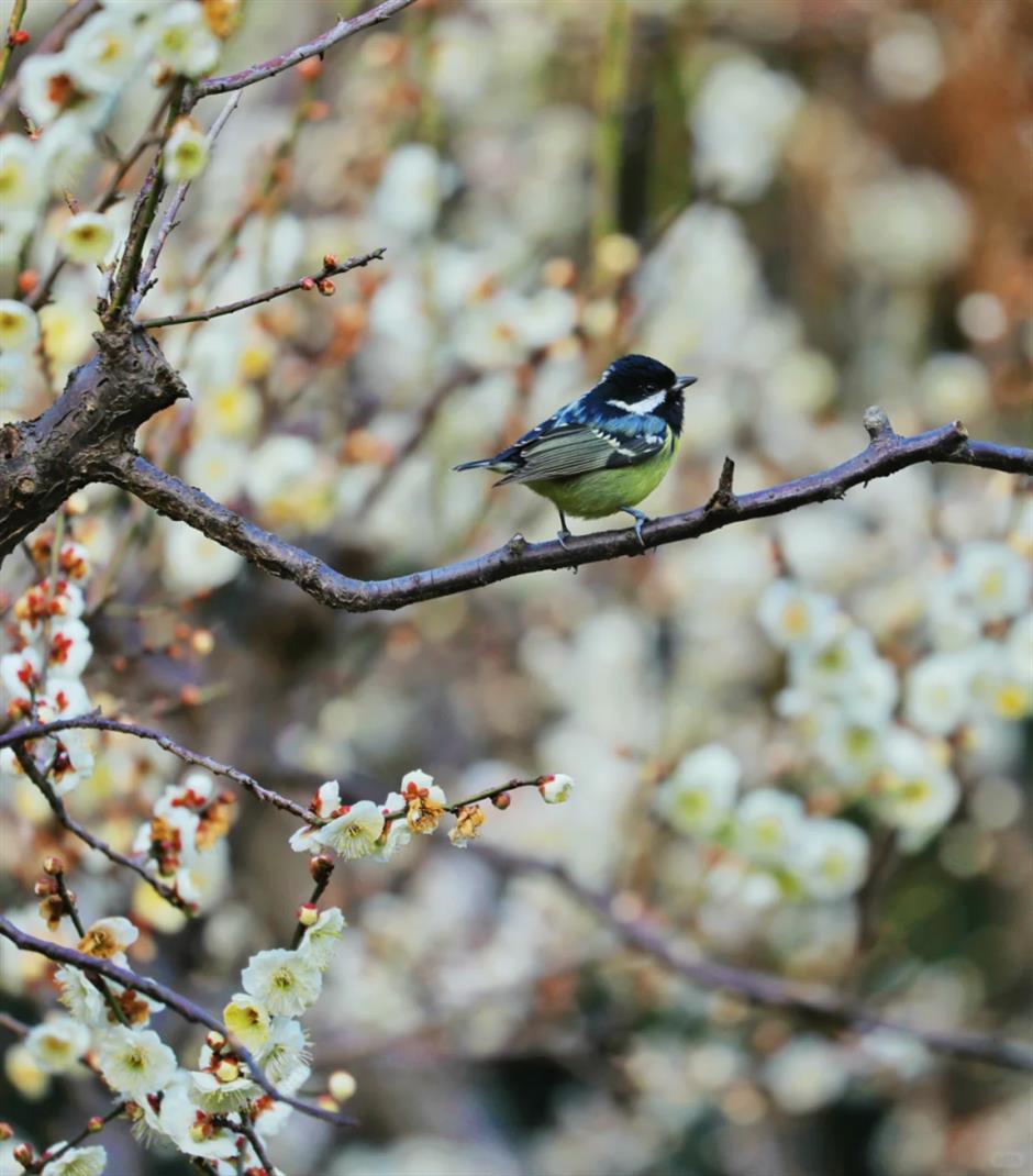 上海市中心這個免費公園,正在上演落英繽紛的花海盛宴!