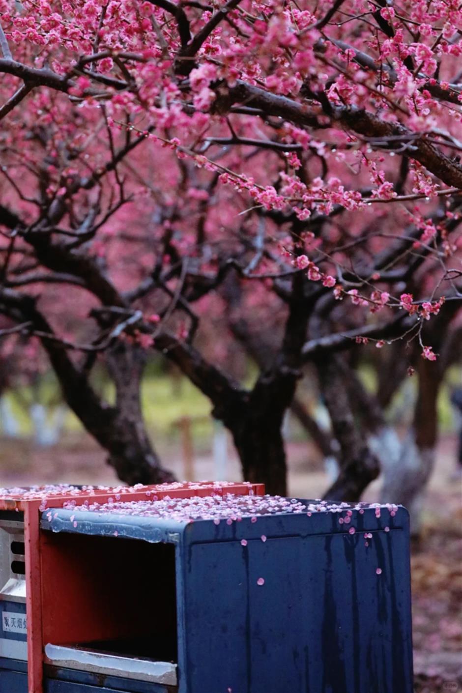 上海市中心這個免費公園,正在上演落英繽紛的花海盛宴!