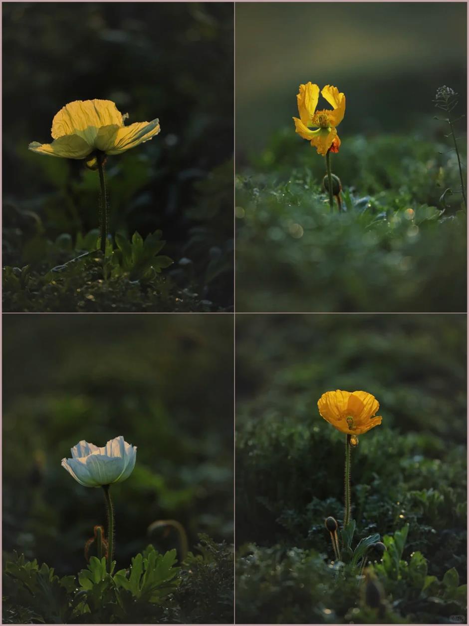 上海市中心這個免費公園,正在上演落英繽紛的花海盛宴!