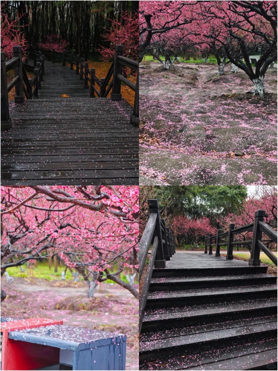 上海市中心這個免費公園,正在上演落英繽紛的花海盛宴!