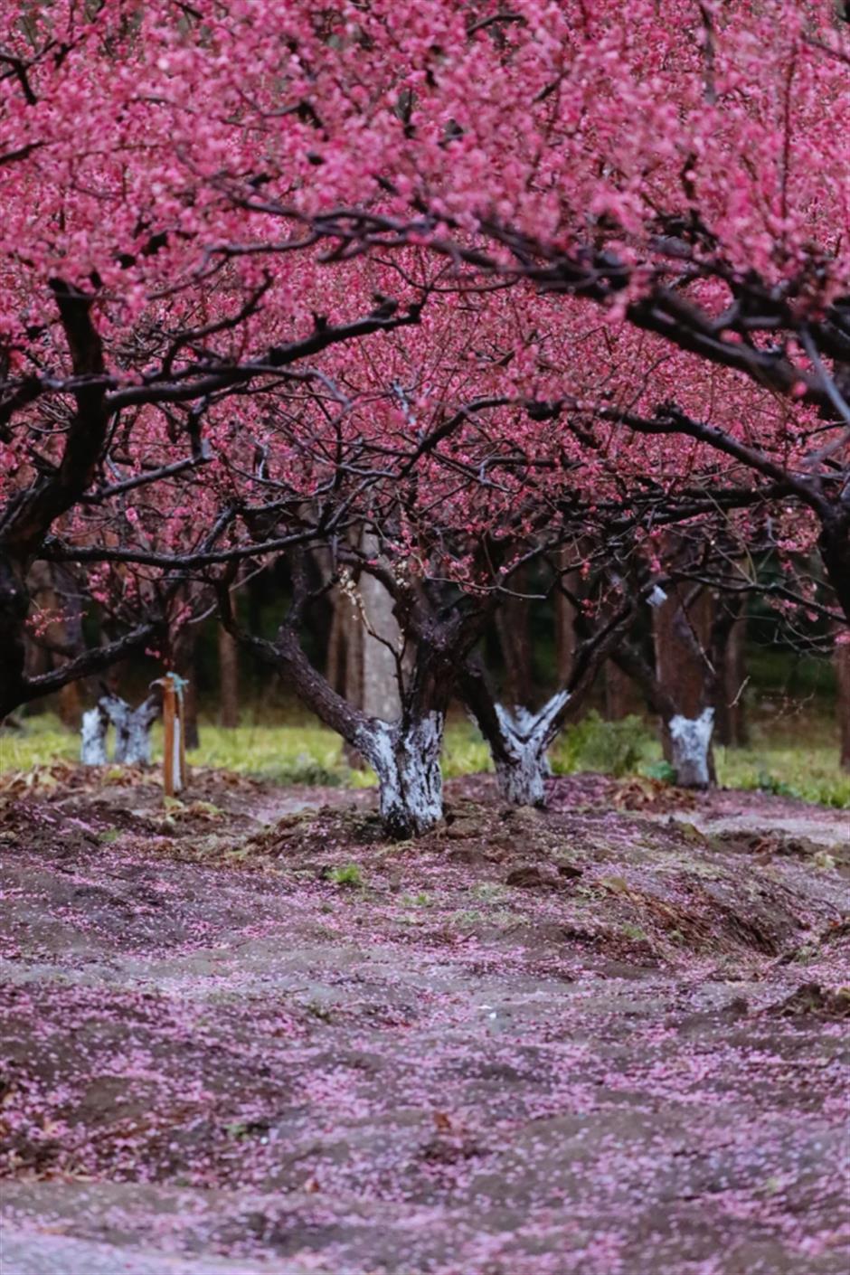 上海市中心這個免費公園,正在上演落英繽紛的花海盛宴!