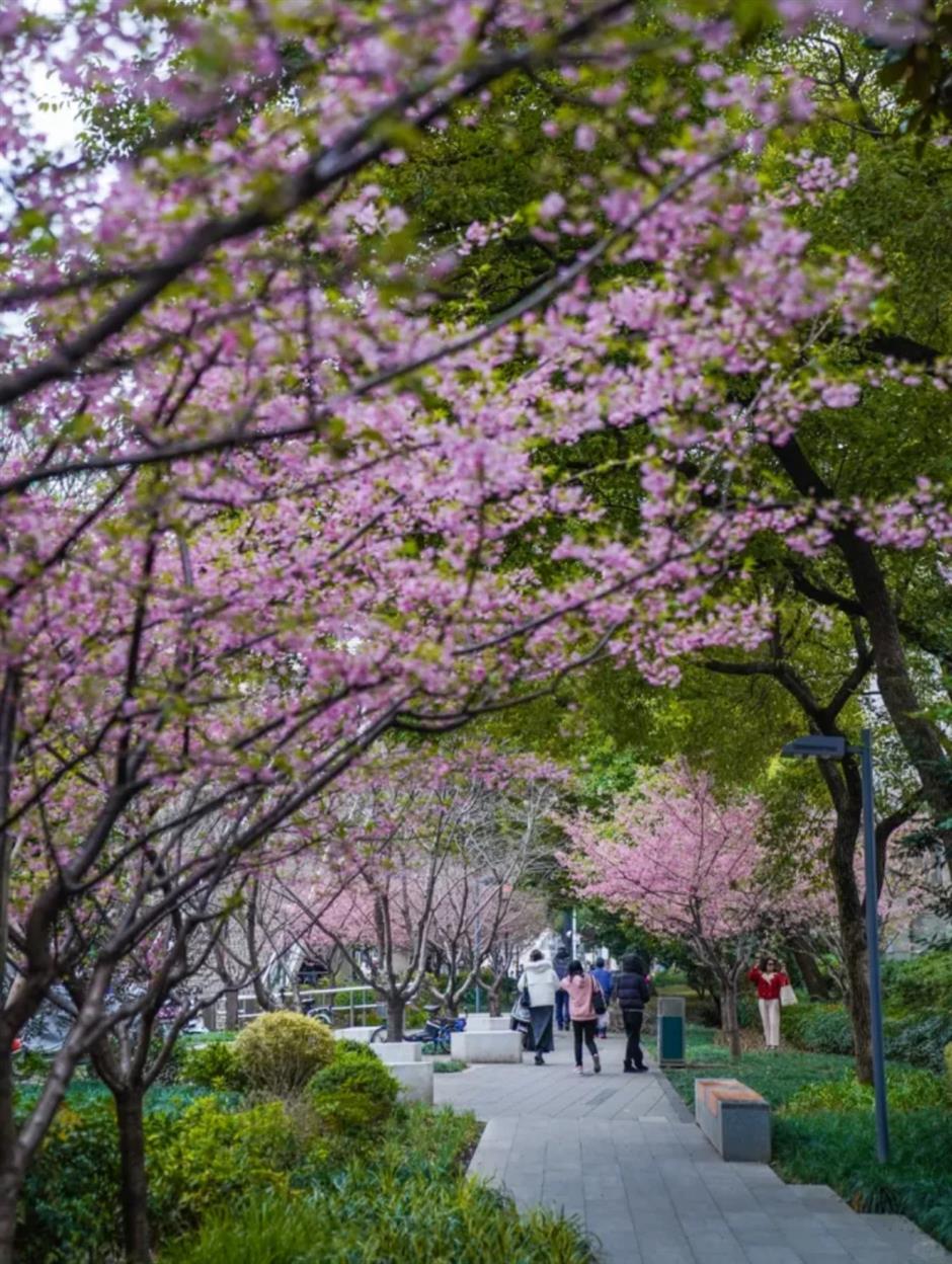 通往春天！2025魔都第一个樱花车站上线了