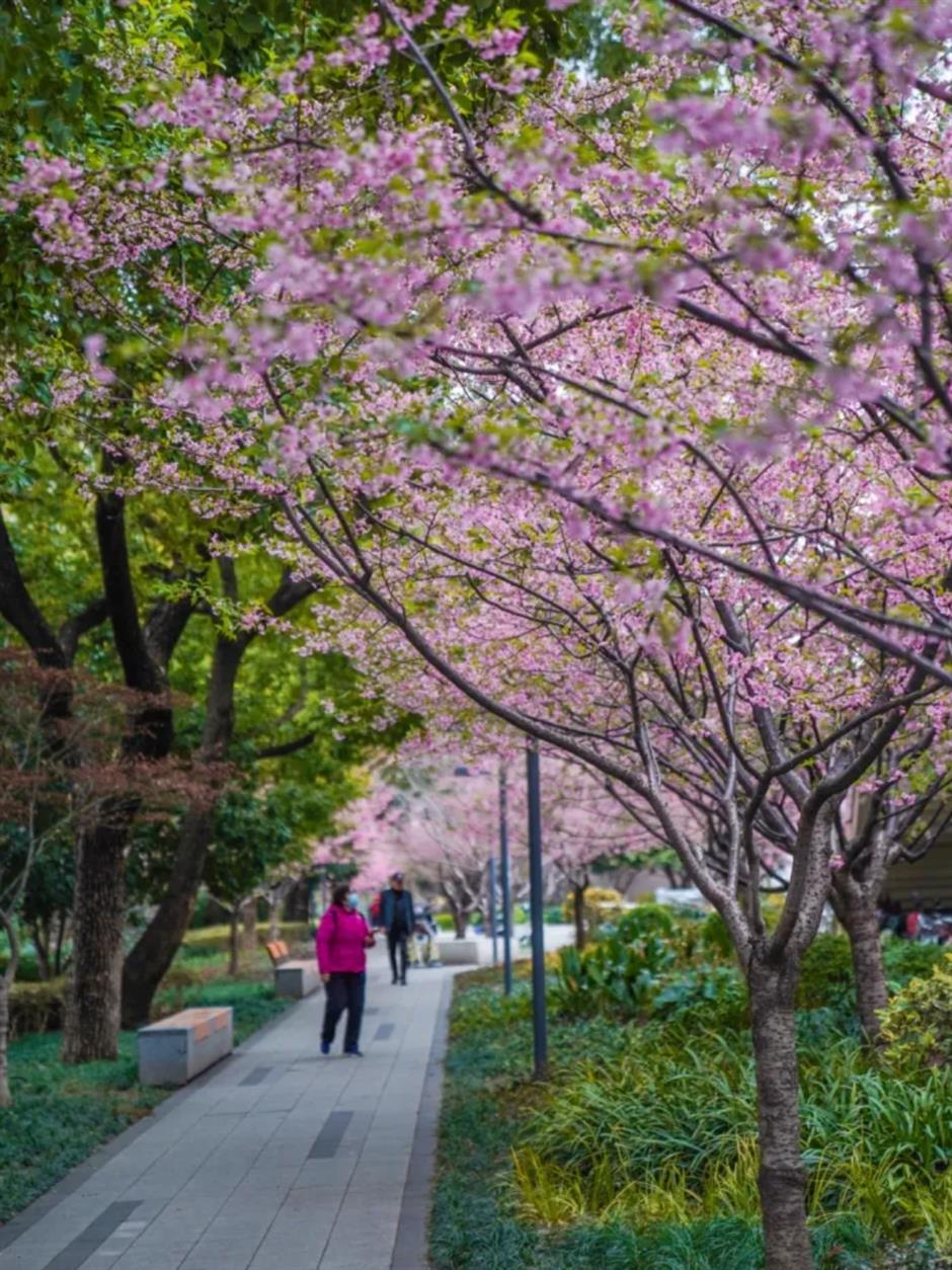 通往春天！2025魔都第一个樱花车站上线了