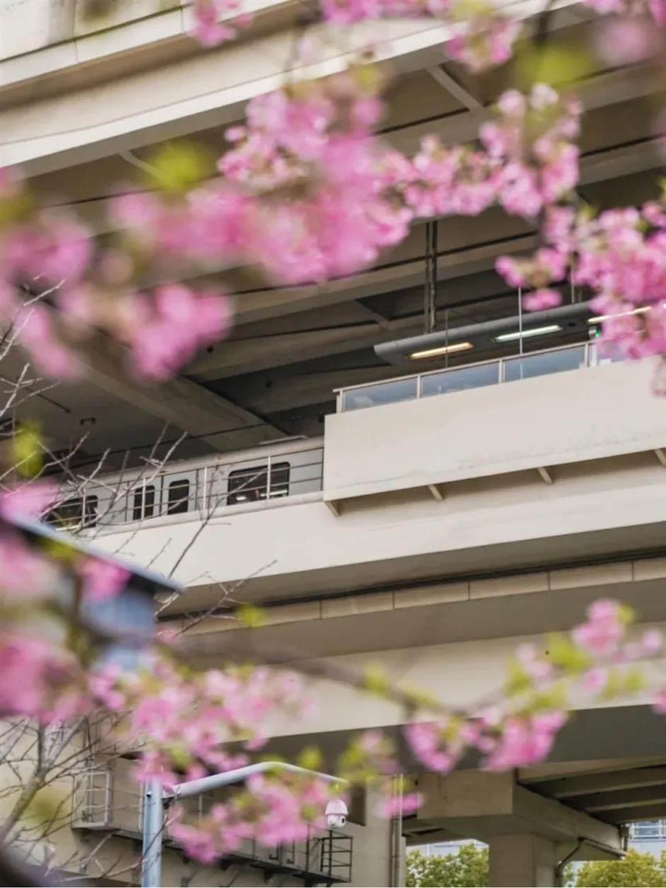 通往春天！2025魔都第一个樱花车站上线了