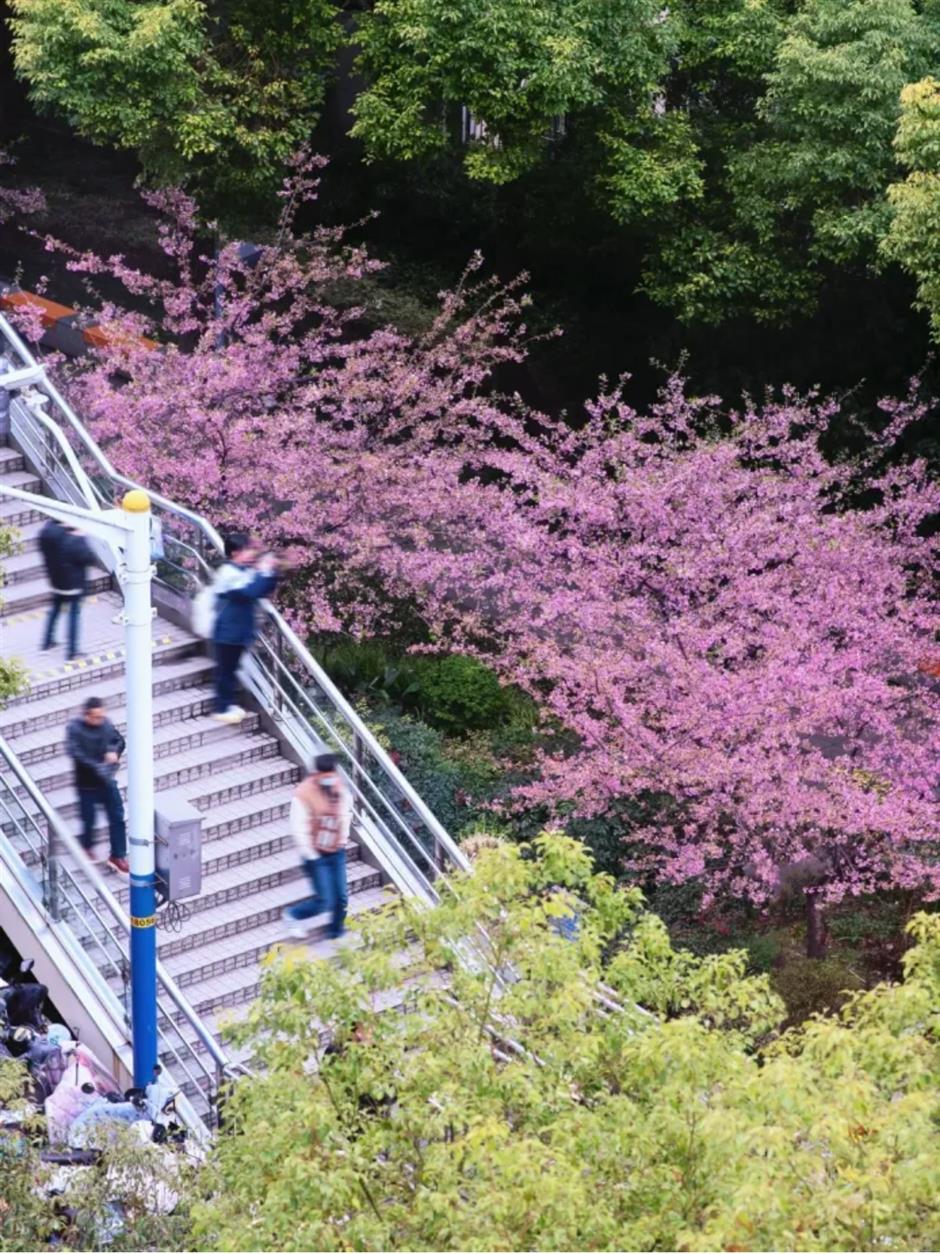 通往春天！2025魔都第一个樱花车站上线了