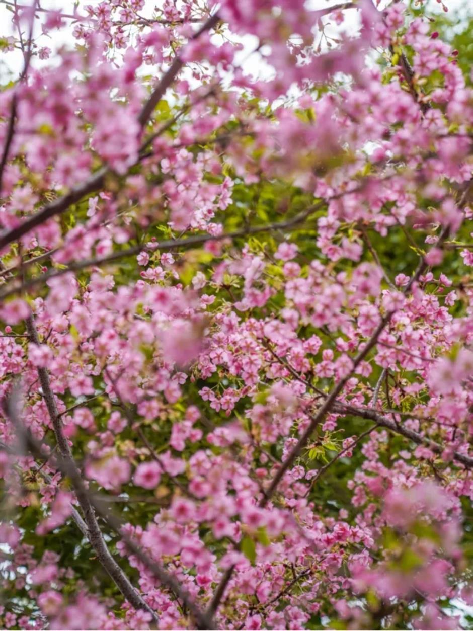 通往春天！2025魔都第一个樱花车站上线了