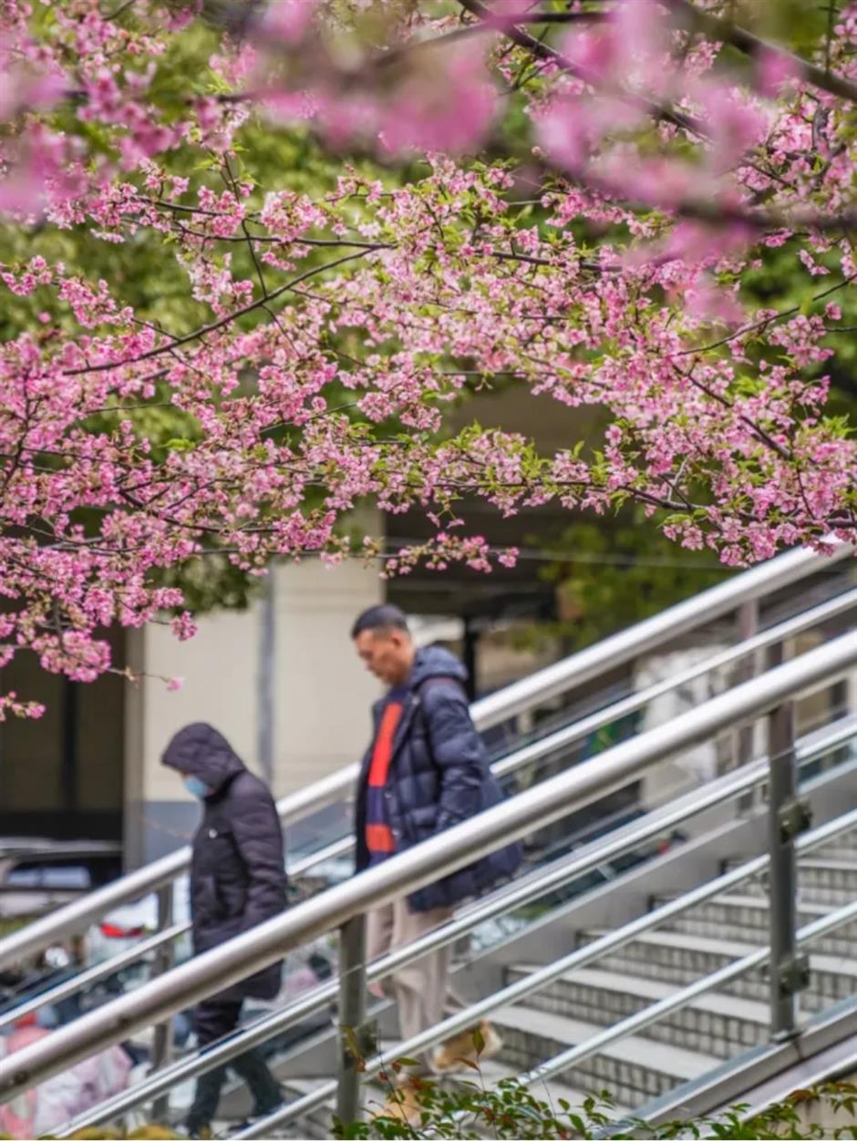 通往春天！2025魔都第一个樱花车站上线了